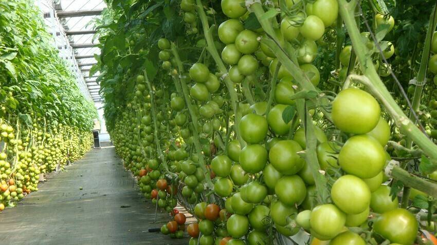 proyecto-virtigation-virus-tomate-cucurbitaceas|proyecto-virtigation-virus-tomate-cucurbitaceas|Hervé Vanderschuren-proyecto-virtigation-tomate-cucurbitaceas